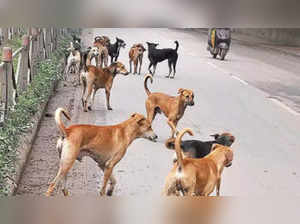 Dog feeders in Chennai to get passes