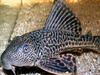 Devil fish, capable of walking on land, is now spread to 65% water bodies in Telangana, Andhra