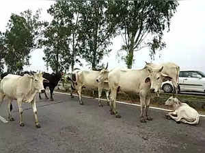 UP: Owners to face action if they abandon cattle