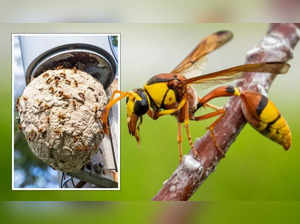 Asian Hornet poses growing threat to UK's bee populations: Experts warn of consequences