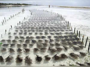 seaweed farming istock