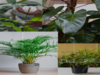 10 large plants for your living room decor