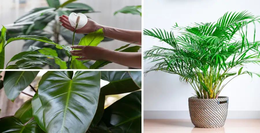 house plant: 10 large plants for your living room decor - Vimarsana News