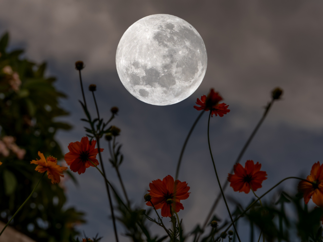 What is moon garden?