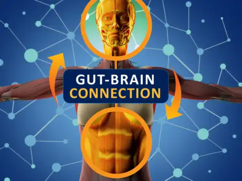 The gut-brain connection