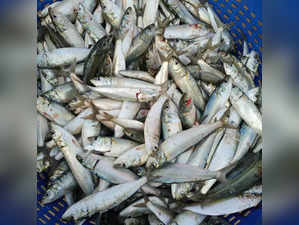 Marine scientists unearth genome secrets of Indian oil sardine