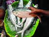 Fish lovers may miss Padma Hilsa during festive season