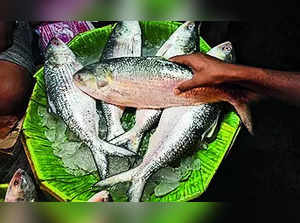 Fish Lovers could Miss Padma Hilsa on Platter this Festival