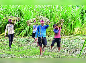 Sugar Prices Up on Poor Rains in Key Cane States