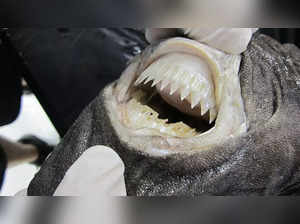 Who are cookiecutter sharks, who attacked and sank catamaran off Australia?