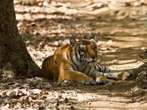 Jim Corbett, Uttarakhand