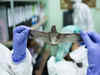 US government terminates DEEP VZN program to research exotic virus, pathogens apprehending accidental outbreak
