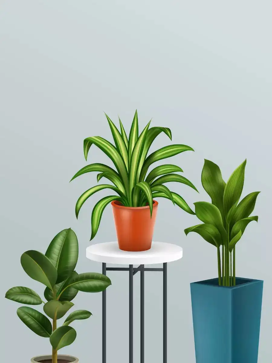 10 Flowers That Flourish Indoors EasyCare Blooming Plants NewsPoint