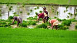 Over 81,000 farmers deemed ineligible for PM-Kisan scheme in Bihar