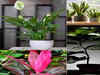 Best houseplants that grow fast