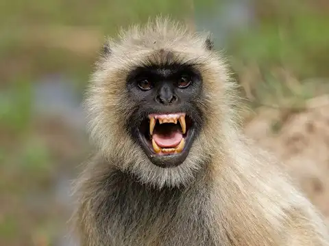 Hanuman langurs assessed