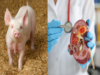 Chinese scientists successfully grow humanized kidney inside pig