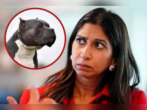 American XL bully dog: UK Home Secretary Suella Braverman sought urgent advice on banning breed