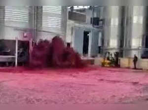 Red wine floods the streets of São Lorenco de Bairro after distillery accident