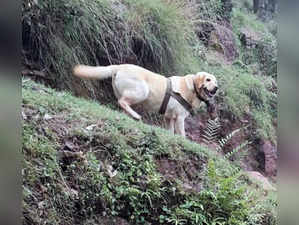 Rajouri, Sept 12 (ANI): An Indian Army dog named Kent, a six-year-old female lab...
