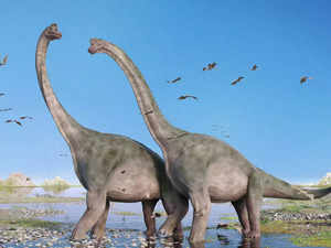 about-sauropods.