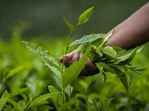 Present tea auction system not helping in optimum price discovery in North India: Producers