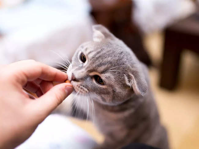 Only a handful of studies have looked at health outcomes in cats fed vegan diets.