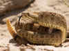 Arizona man finds a nest of 20 rattlesnakes in his garage