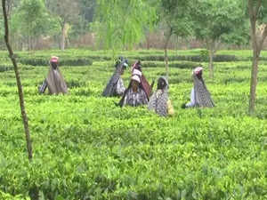 Scanty rain hits tea industry in North Bengal