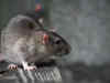 Northern Railways' Lucknow division spends Rs 69 lakh to catch 168 rats!