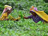Study to assess carbon footprint of India's tea industry