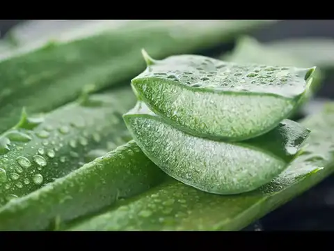 Aloe vera