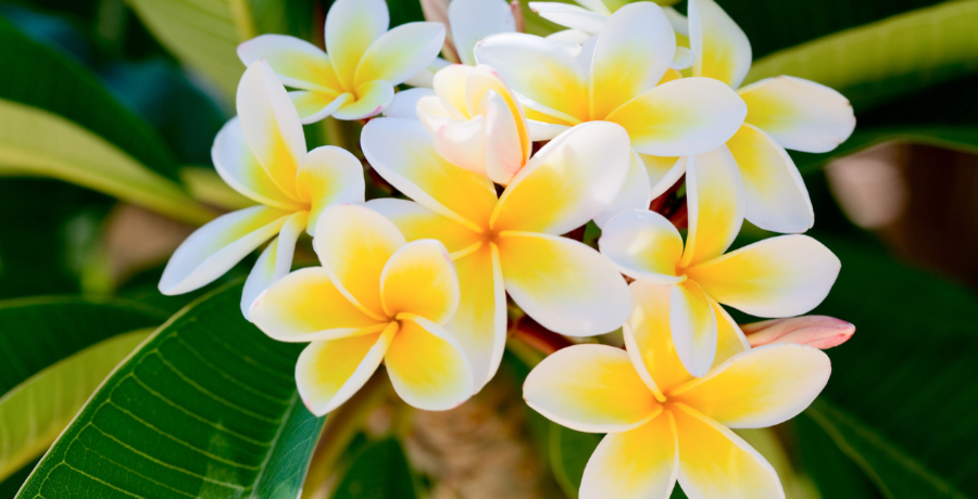 10 sweet-smelling flowers to freshen up your home | EconomicTimes