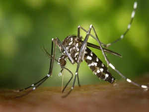 West Nile Virus is spreading in US, experts blame climate change for the spread