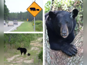 Black Bear on the loose at Walt Disney World's Magic Kingdom spurs temporary closures — Here’s what happened