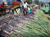 Maharashtra puts curbs on sugarcane supply to other states