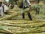 Maharashtra bans interstate sale of sugarcane as drought cuts production