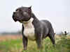 American XL Bully dog: Half a million sign petition urging UK PM Rishi Sunak not to ban it