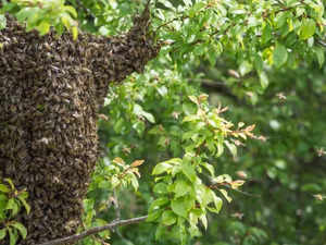 Swarm of bees kill man in Kentucky. Here’s how to avoid being stung by bees and more