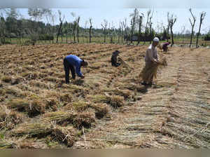 Ganderbal, Sept 06 (ANI): Agricultural labourers harvest the paddy crops at a fi...