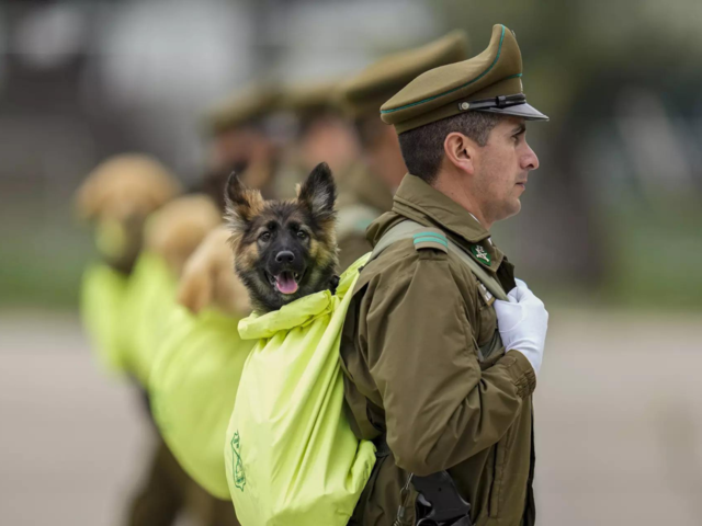 76 dogs took part in the parade
