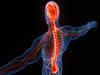 Direction of nerve cells is critical for restoring spinal cord after injury, says study