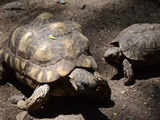 Biologists in slow and steady race to help North America's largest and rarest tortoise species