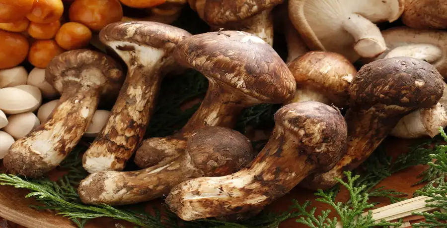 Pricy pleasures of Matsutake mushrooms; see unbelievable uses - Vimarsana News