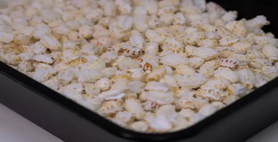 murmura: Snack to superfood: Health benefits of murmura (puffed rice) - Vimarsana News