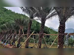 UAE tree planting
