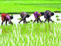 Basmati Export Floor Price may be Lowered to Counter Pak Move