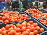 Maharastra farmers destroying tomato crops as prices fall from Rs 200 a month ago to just Rs 2-3 per kg