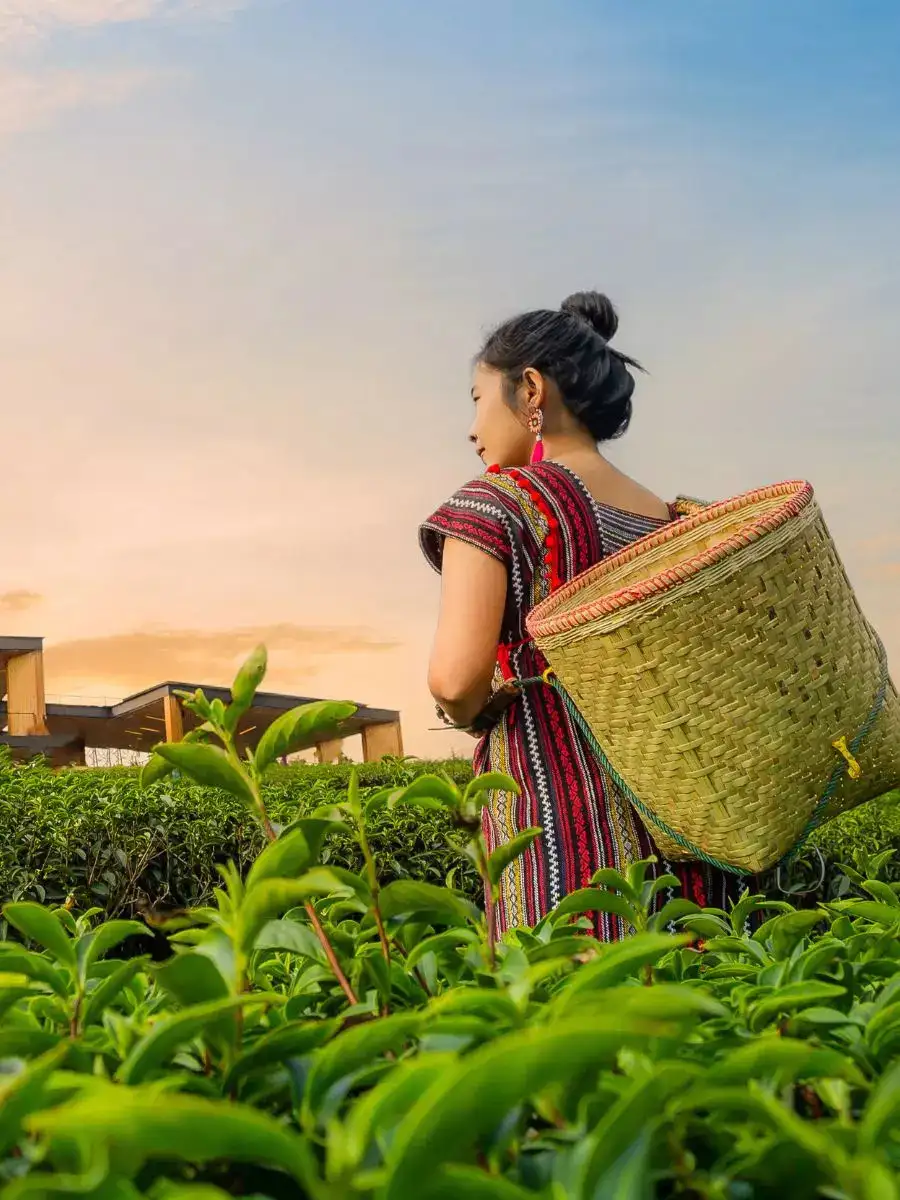 Unveiling The Enigmatic Northeast: India's Hidden Gem | NewsPoint