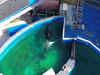 Lolita Orca's companion dolphin sent from Miami Seaquarium to Seaworld. Know why PETA has slammed it